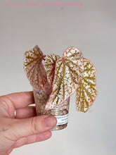 Charger l'image dans la galerie, Bégonia Snowcapped Variegata
