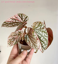 Charger l'image dans la galerie, Bégonia Snowcapped Variegata

