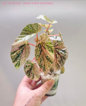 Charger l'image dans la galerie, Bégonia Snowcapped Variegata
