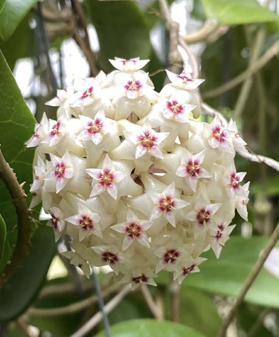 Load image into Gallery viewer, Hoya Bhutanica, ombelle de fleurs blanches à centres roses