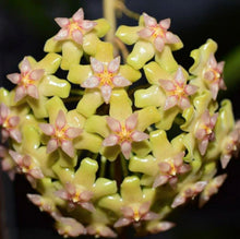 Load image into Gallery viewer, Hoya Biakensis ⭐️
