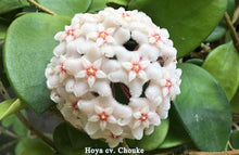 Charger l'image dans la galerie, Hoya chouke ⭐️
