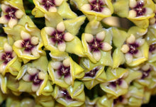 Charger l'image dans la galerie, Hoya Coriacea Splash ⭐️

