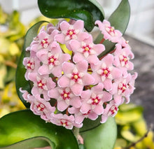 Load image into Gallery viewer, Hoya compacta en fleurs : grappes de fleurs roses et feuilles vertes
