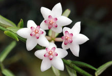 Load image into Gallery viewer, Fleurs de Hoya Engleriana blanches à cœur rose sur tige verte
