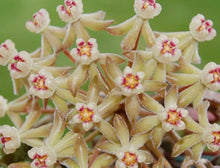 Charger l'image dans la galerie, Hoya Curtisii Albo ⭐️

