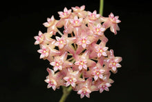 Charger l'image dans la galerie, Hoya Fitchii ⭐️
