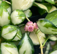 Charger l'image dans la galerie, Hoya Heuschkeliana Albomarginata ⭐️

