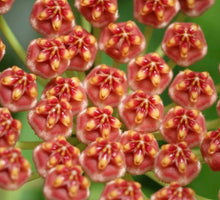 Load image into Gallery viewer, Hoya Gracilis⭐️
