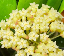 Load image into Gallery viewer, Inflorescence Hoya Incrassata Moonshadow avec fleurs étoilées jaune pâle
