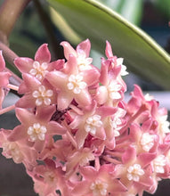 Charger l'image dans la galerie, Hoya Latifolia Sarawak ⭐️
