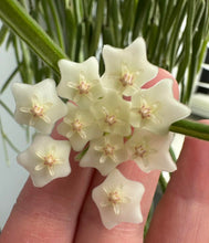 Charger l'image dans la galerie, Fleurs de Hoya linearis blanches à cinq pétales, en grappe

