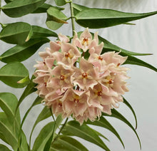 Charger l'image dans la galerie, Hoya Leucantha PNG ⭐️
