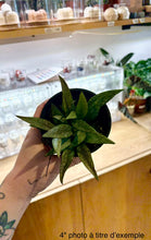Load image into Gallery viewer, Hoya Parviflora ⭐️
