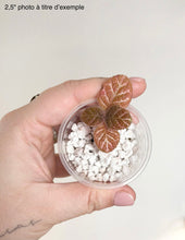Load image into Gallery viewer, Episcia Cupreata⭐️
