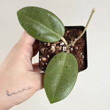 Charger l'image dans la galerie, Plante d’intérieur en pot avec 3 feuilles ovales vertes sur tige, substrat sombre.
