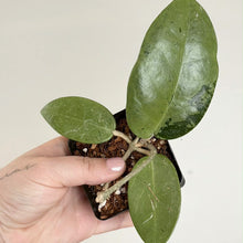 Charger l'image dans la galerie, Plante d’intérieur en pot avec 3 feuilles vertes épaisses, tiges ramifiées, substrat sombre.
