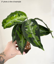 Charger l'image dans la galerie, Aglaonema pictum tricolor
