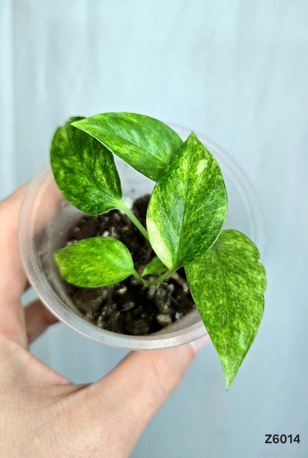 Epipremnum Yellow Star #Z6014