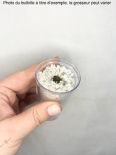 Charger l'image dans la galerie, Bulbille Alocasia Regal Shield Albo
