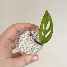 Load image into Gallery viewer, Bouture de Monstera Adansonii Blanchetti en godet avec billes blanches et une feuille verte
