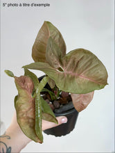 Load image into Gallery viewer, Pink syngonium
