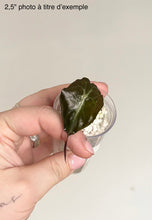 Load image into Gallery viewer, Alocasia Venom en mini pot transparent avec substrat blanc
