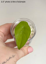 Load image into Gallery viewer, Feuille d’Alocasia Longiloba Gold verte dans un petit pot transparent
