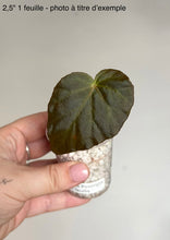 Load image into Gallery viewer, Bégonia pavonina, feuille unique vert foncé sur petit pot blanc de billes
