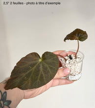 Load image into Gallery viewer, Bégonia pavonina, deux feuilles vert foncé sur petit pot blanc de billes
