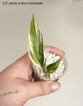 Charger l'image dans la galerie, Epipremnum Amplissimum Variegata
