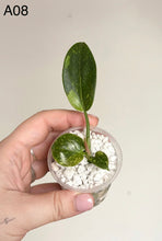 Charger l'image dans la galerie, Philodendron vert variegata en pot, feuilles vertes avec touches claires, dans gravier #A08
