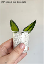 Load image into Gallery viewer, Hoya Caudata Variegata ⭐️
