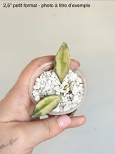 Charger l'image dans la galerie, Hoya lacunosa variegata⭐️
