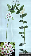 Charger l'image dans la galerie, Hoya Bella ⭐️
