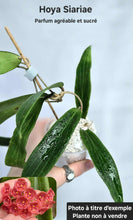 Load image into Gallery viewer, Hoya Siariae ⭐️ #Y663
