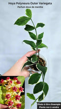 Load image into Gallery viewer, Hoya Polyneura Albomarginata ⭐️ (FRESH CUT)
