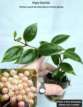 Load image into Gallery viewer, Hoya Sunrise ⭐️
