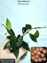 Load image into Gallery viewer, Hoya Rebecca⭐️
