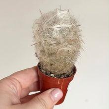 Load image into Gallery viewer, Cactus Old Man Andes en pot rouge, touffe duveteuse grisâtre et épines visibles
