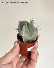 Charger l'image dans la galerie, Petit cactus en pot en terre cuite, feuilles vertes et petites épines
