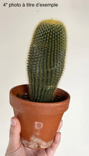 Load image into Gallery viewer, Cactus boule dorée en pot en terre cuite, épines dorées
