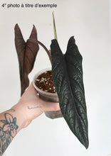 Load image into Gallery viewer, Alocasia Scalprum
