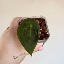 Charger l'image dans la galerie, Plante d’Anthurium Forgetti en pot, feuille verte en gros plan
