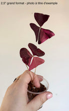 Charger l'image dans la galerie, Oxalis triangularis Variegata
