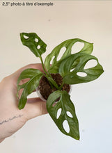 Load image into Gallery viewer, Monstera adansonii 'Swiss Cheese' en pot, feuilles vertes ajourées, tige fine
