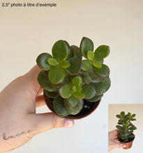 Charger l'image dans la galerie, Plante de jade Crassula en pot rond, feuilles épaisses vertes, tenue à la main
