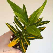 Charger l'image dans la galerie, Croton 'banana' en pot, feuilles vertes et jaunes rayées, tiges vert foncé
