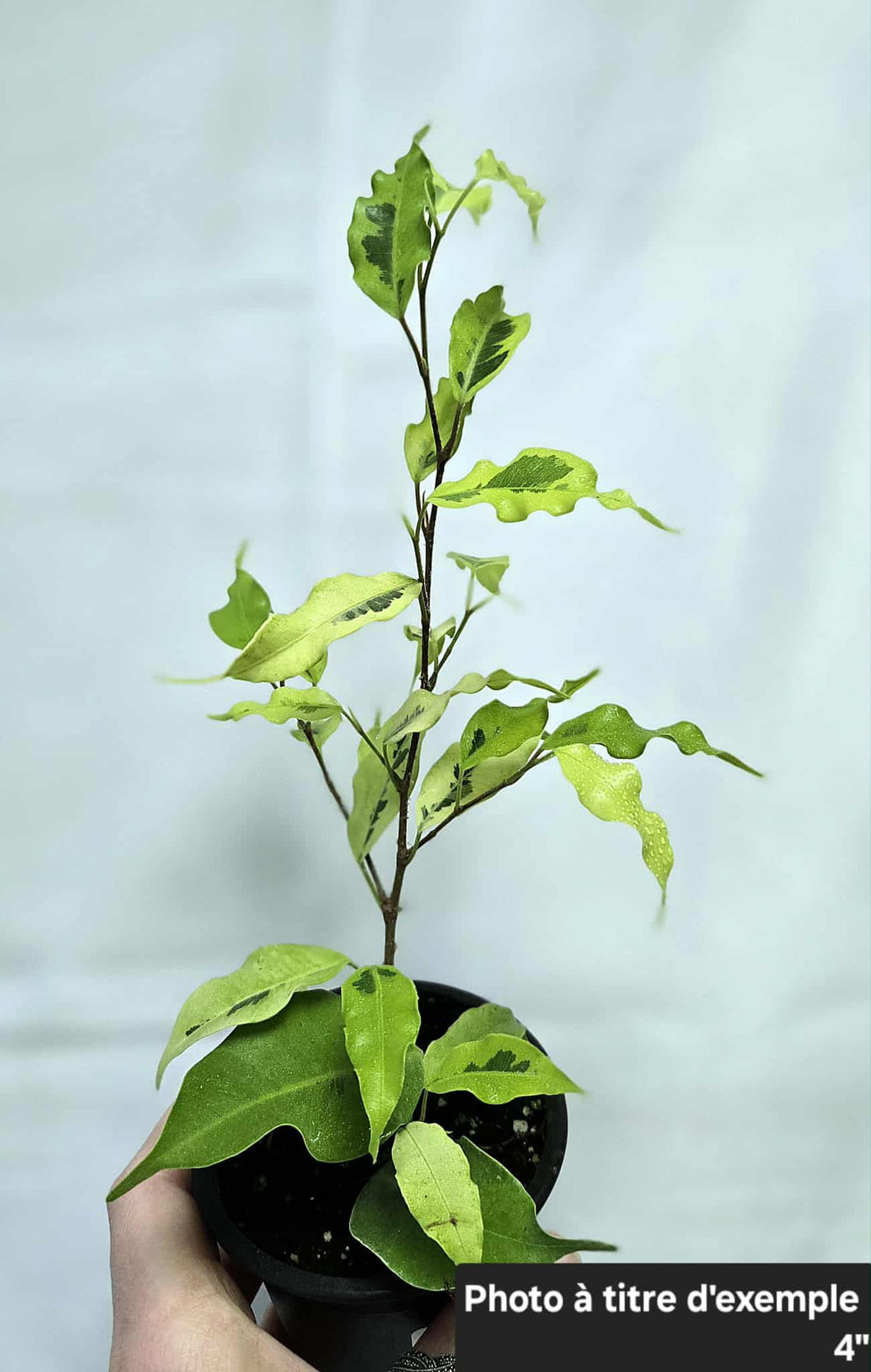 Ficus benjamina neon