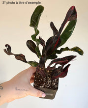 Charger l'image dans la galerie, Croton 'mammy'

